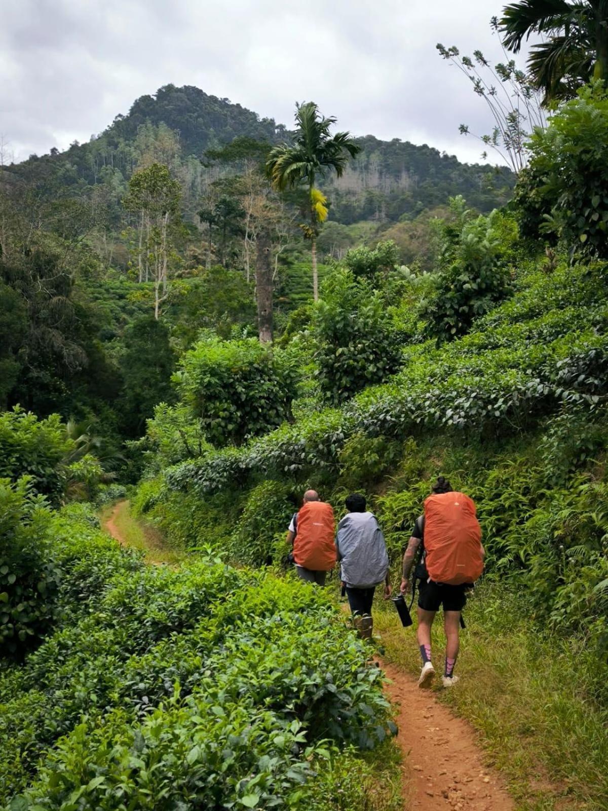 Rainforest Cabin Денияя Екстериор снимка