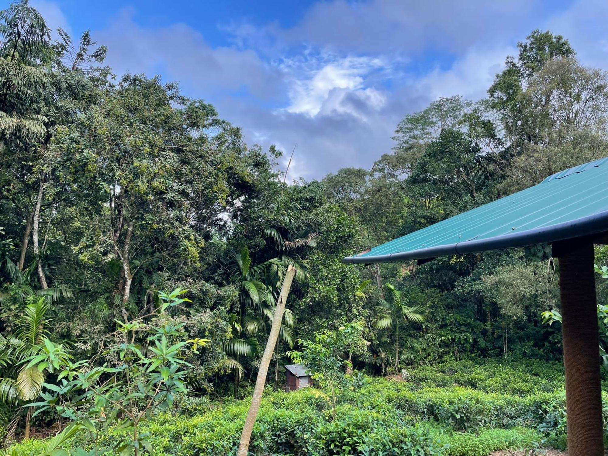 Rainforest Cabin Денияя Екстериор снимка