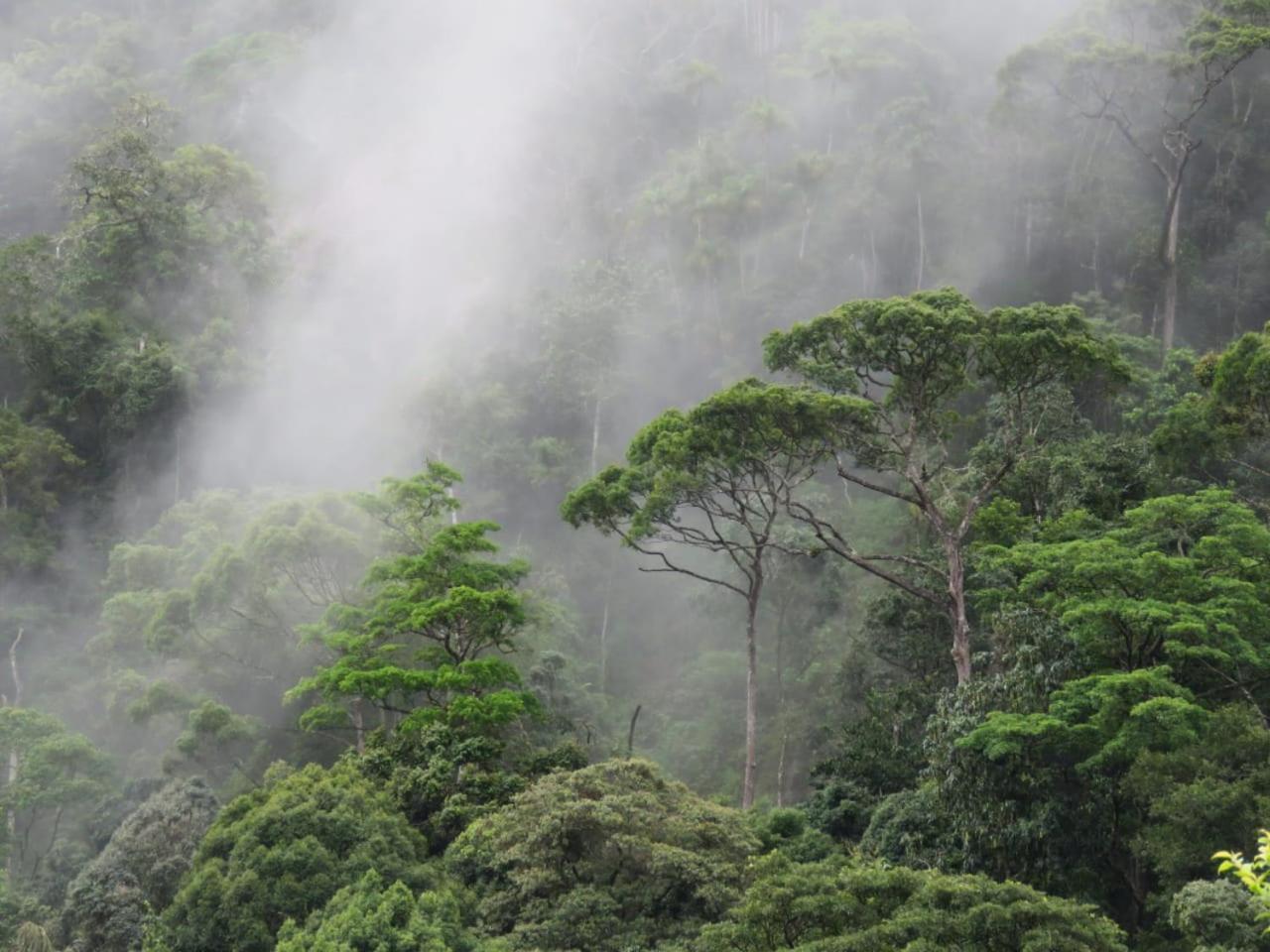 Rainforest Cabin Денияя Екстериор снимка